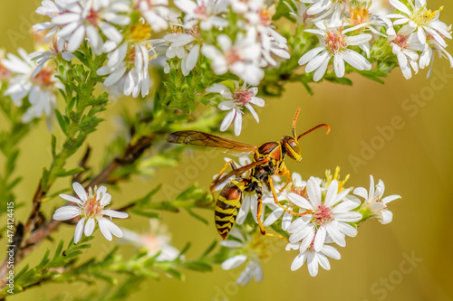 A Paper Wasp - Polistes dorsalis - on Heath Aster flowers - Symphyotrichum ericoides photo