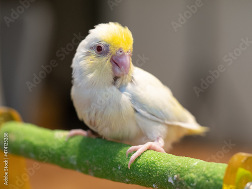 Selective focus of forpus parrotlet bird follow pie dilute cobalt turquoise color