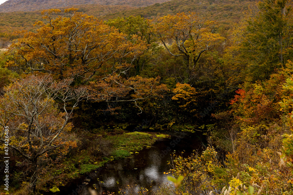 Obraz premium 紅葉のグダリ沼