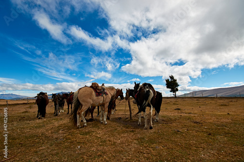 saddled horses ready for travel, blue sky © Carlos