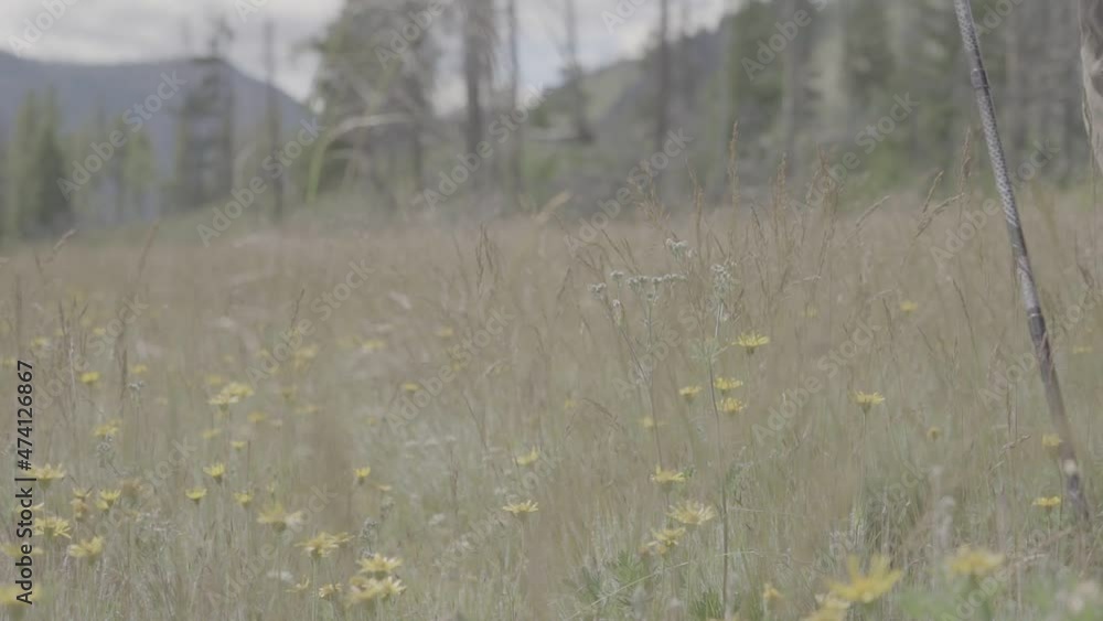 Hiker walking through tall grass in slow motion 