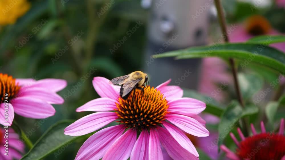 Close-Up Lockdown Shot Of Bee Pollinating From Pink Flower In Field - Vancouver, Canada Close-Up Lockdown Shot Of Bee Pollinating From Pink Flower In Field - Vancouver, Canada