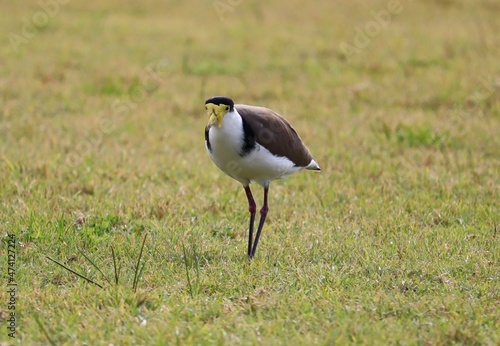 The masked lapwing (Vanellus miles) is a large, common and conspicuous bird native to Australia, particularly the northern and eastern parts of the continent
