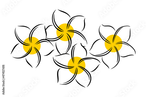 Frangipani or plumeria exotic summer flower. Engraved frangipani isolated in white background. Outline vector illustration