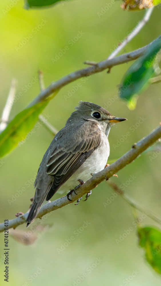 Flycatcher small bird in thailand Flycatcher small bird in thailand