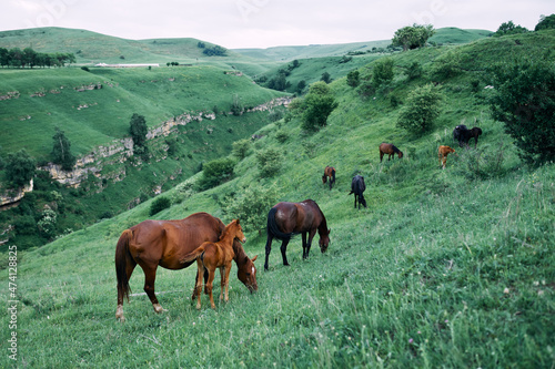 herd of horses in the field green grass animals landscape © VICHIZH