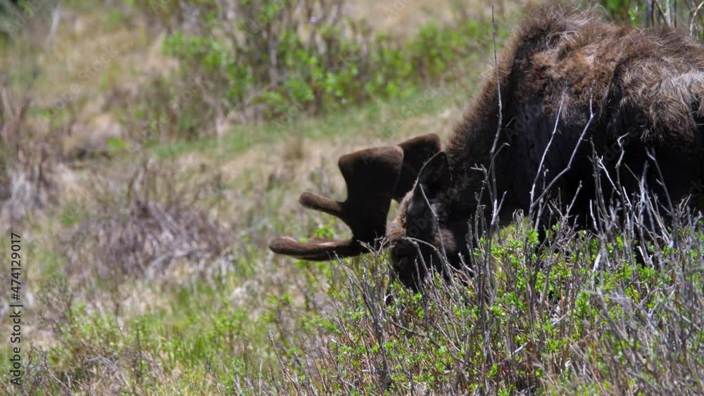 Lockdown Shot Of Wild Moose Eating Plants In Field - Park City, Utah Lockdown Shot Of Wild Moose Eating Plants In Field - Park City, Utah