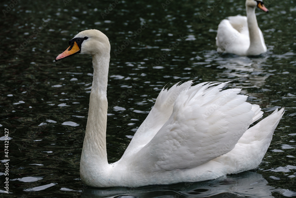 Obraz premium A graceful white swan swimming on a lake with dark water. The white swan is reflected in the water