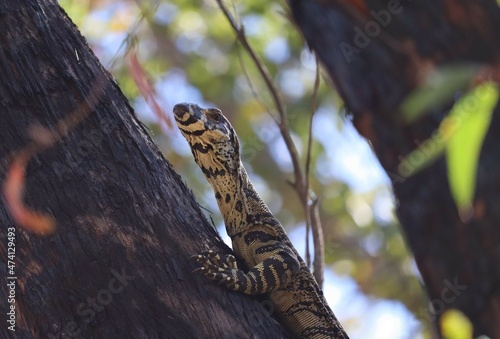 The lace monitor or tree goanna  Varanus varius  is a member of the monitor lizard family native to eastern Australia