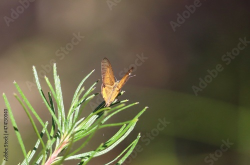 Common Brown Butterfly Heteronympha merope, perched on green leaf branch photo