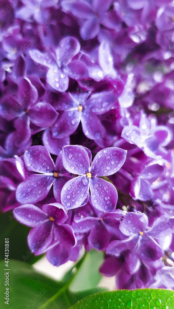 Color of the Year 2022, Very Peri, lilac bloom, copy space Color of the Year 2022, Very Peri, lilac bloom, copy space