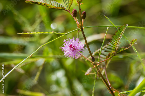 flower of a thistle
