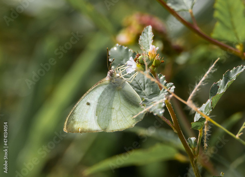 butterfly on a flower