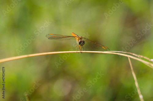 dragonfly on a leaf