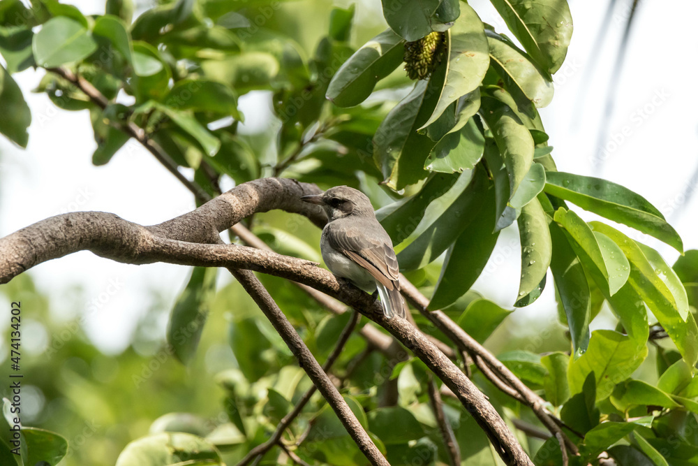 Fototapeta premium A bird sitting on a tree
