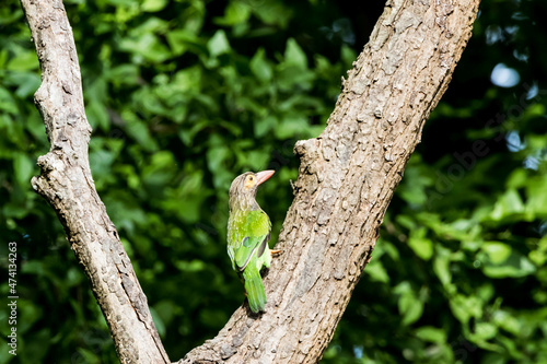Photography yellow fronted barbet on a tree.