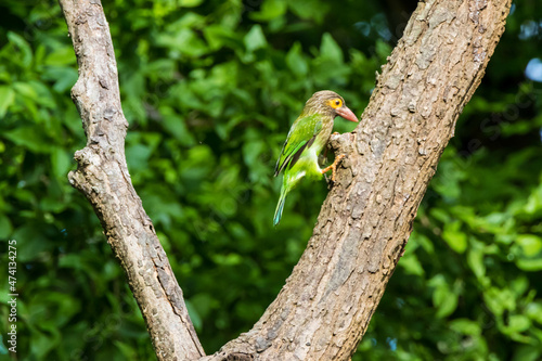 yellow fronted barbet on a tree. photo