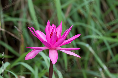 close up of pink flower