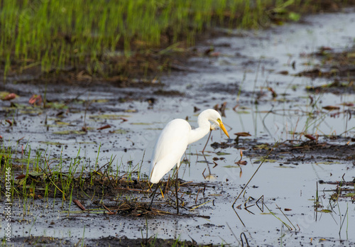 A Crain bird looking for food