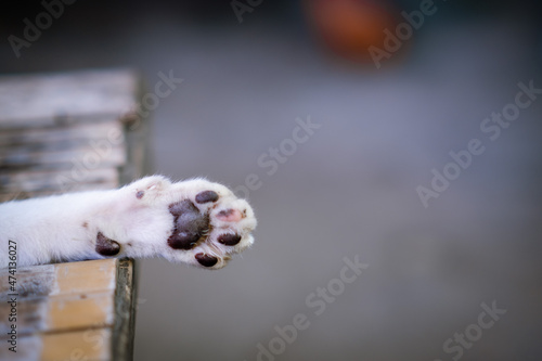 Fototapeta Naklejka Na Ścianę i Meble -  close up of a cat leg 