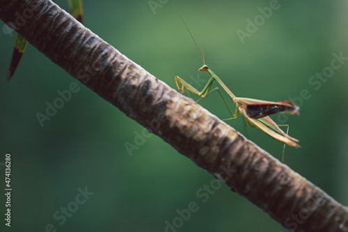 Hierodula patellifera on the tree. photo