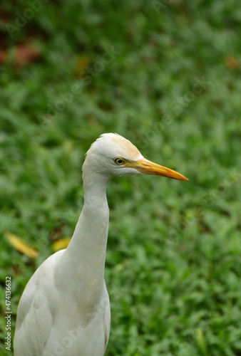 Ardea intermedia, The intermediate egret, median egret, smaller egret, or yellow billed egret is a medium sized heron. Ardea intermedia plumifera Gould, or plumed egret is from eastern Indonesia.