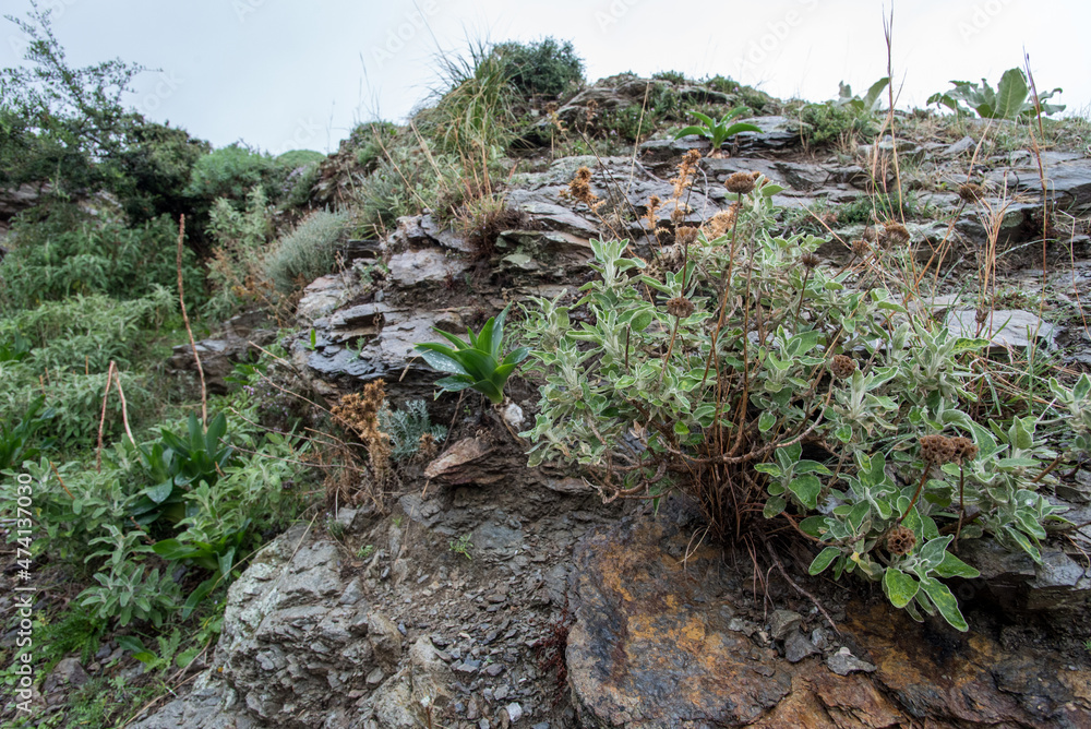 Particolare della roccia con vegetazione