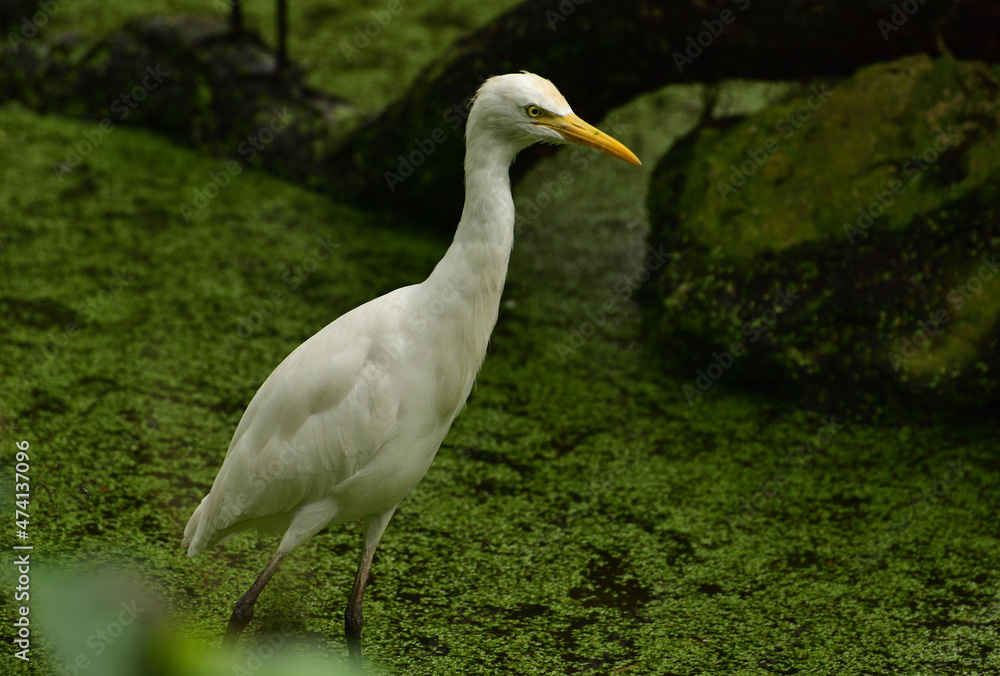 Fototapeta premium Ardea intermedia, The intermediate egret, median egret, smaller egret, or yellow billed egret is a medium sized heron. Ardea intermedia plumifera Gould, or plumed egret is from eastern Indonesia.