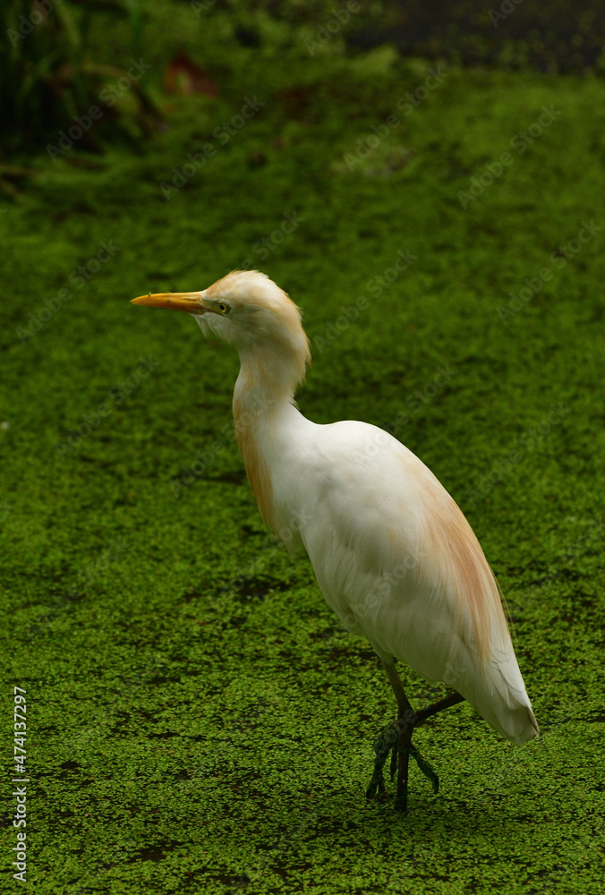 Fototapeta premium Ardea intermedia, The intermediate egret, median egret, smaller egret, or yellow billed egret is a medium sized heron. Ardea intermedia plumifera Gould, or plumed egret is from eastern Indonesia.