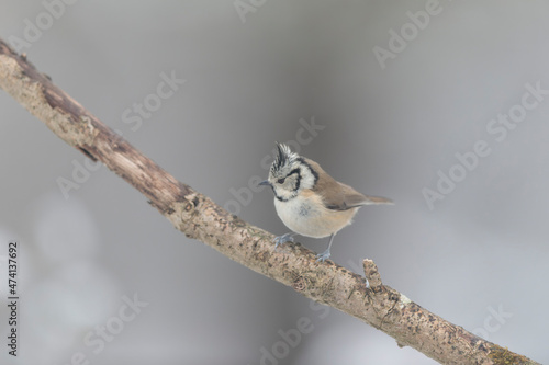 European crested tit Lophophanes cristatus in close view perched