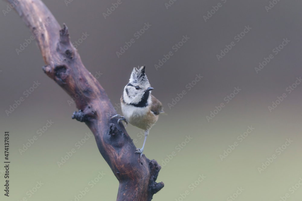Obraz premium European crested tit Lophophanes cristatus in close view perched