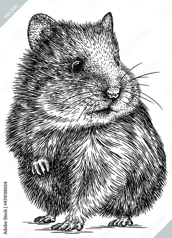 black and white engrave isolated hamster illustration Stock Vector