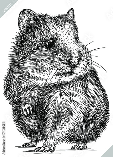black and white engrave isolated hamster illustration