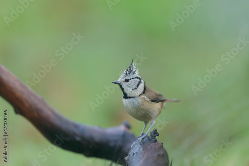 European crested tit Lophophanes cristatus in close view perched