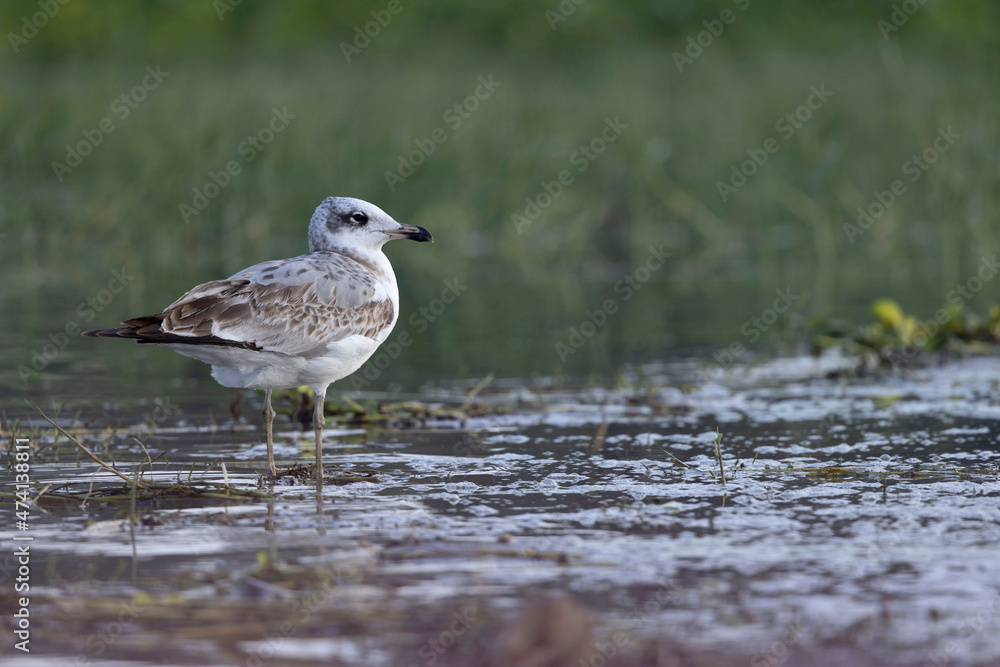 Pallas gull closeup shot, Ichthyaetus ichthyaetus, Bhigwan, Maharashtra, India Pallas gull closeup shot, Ichthyaetus ichthyaetus, Bhigwan, Maharashtra, India
