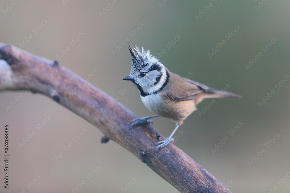 Fototapeta premium European crested tit Lophophanes cristatus in close view perched