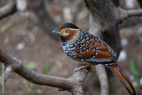 Spotted Laughingthrush on tree branch closeup, Lanthocincla ocellata, Nepal photo