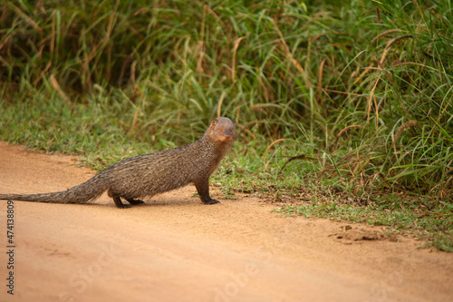 Indian grey mongoose crossing road, Herpestes edwardsi, Jhalana, Rajasthan, India photo