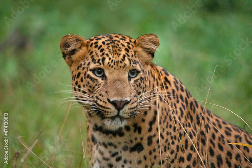 Indian Leopard closeup face portrait  Panthera pardus fusca  Jhalana  Rajasthan  India
