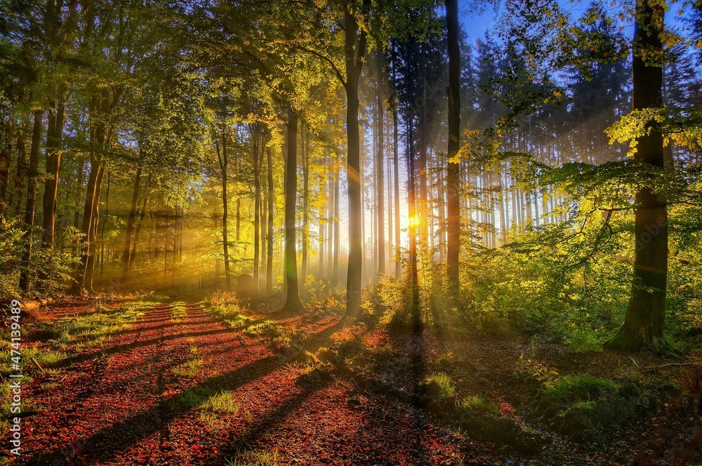 Obraz premium autumn in the forest