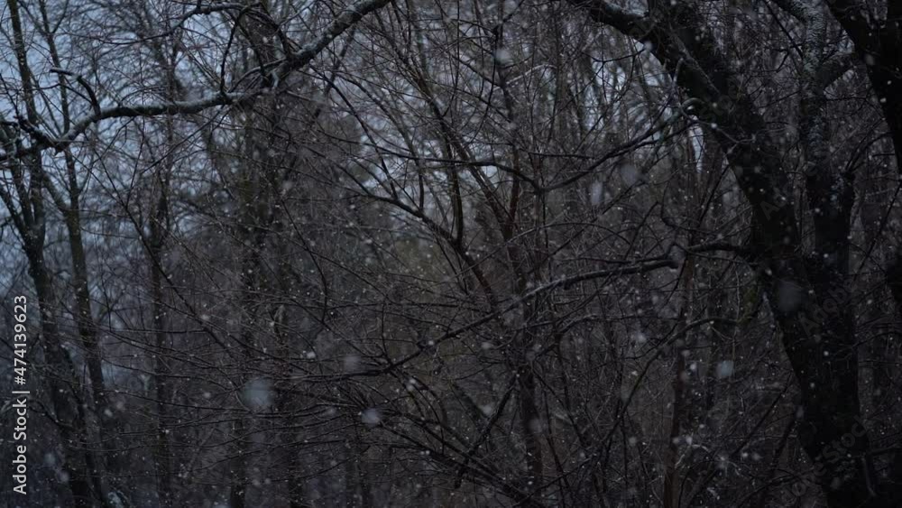 Winter snow snowfalls with snowflakes and forest trees. Super slow motion. Flakes of snow Winter snow snowfalls with snowflakes and forest trees. Super slow motion. Flakes of snow