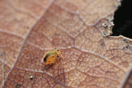 Globular springtail Dicyrtomina ornata or fusca in very close view photo