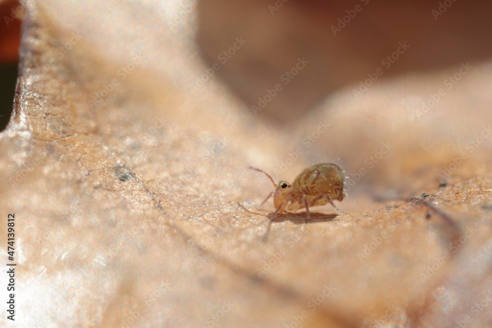 Obraz premium Globular springtail Dicyrtomina ornata or fusca in very close view