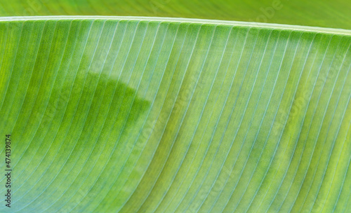 Green leaf texture background, torpical nature concept, banana leaf pattern background photo