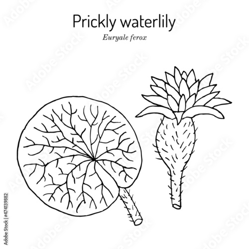 Prickly waterlily or Gorgon Plant Euryale ferox , medicinal plant