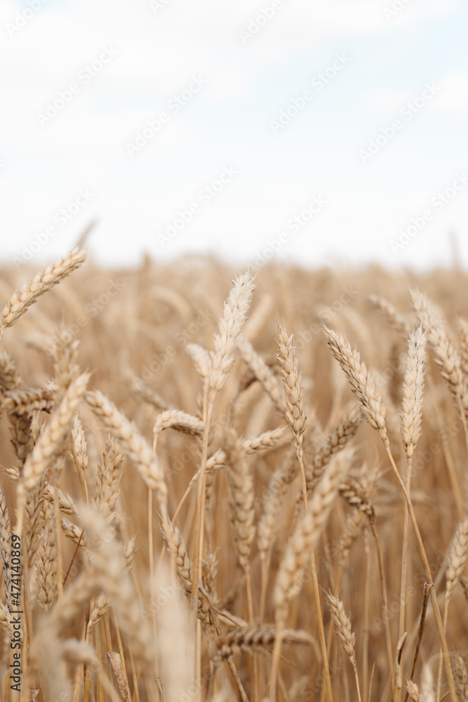 Wheat field and blue sky with clouds. Wheat field and blue sky with clouds.