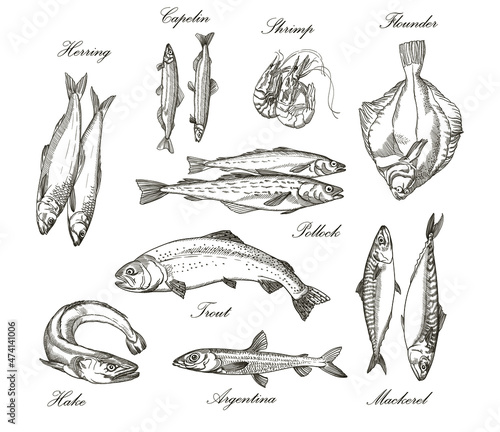 
Vector graphics, drawings by hand. Fish.Capelin, herring,
 shrimp, flounder, pollock, trout, mackerel, hake, argentina.