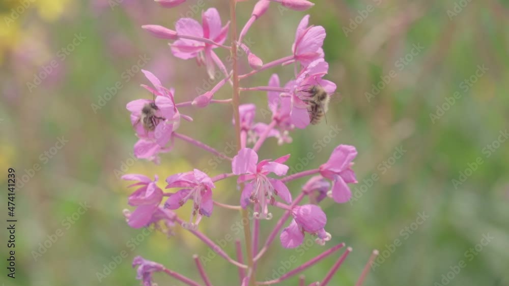 Bees pollinating pink flowers Bees pollinating pink flowers