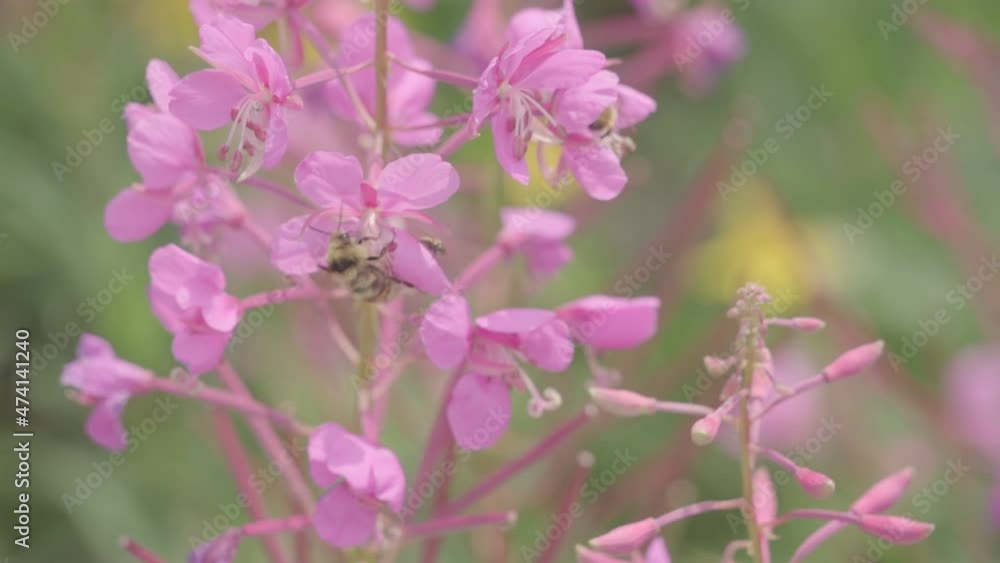 Bees pollinating pink flowers in slow motion Bees pollinating pink flowers in slow motion