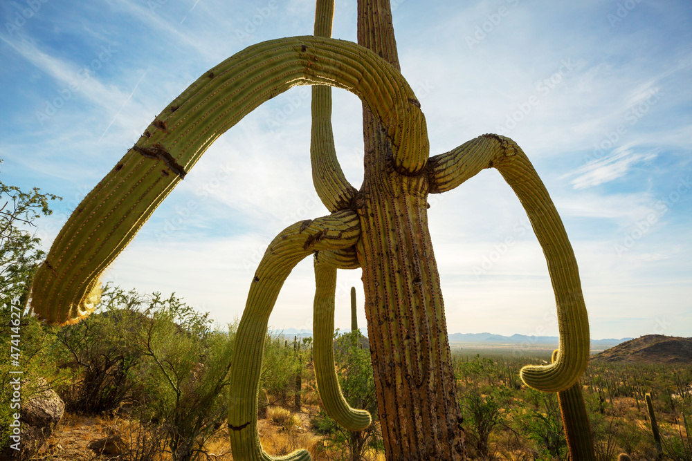 Fototapeta premium Cactus